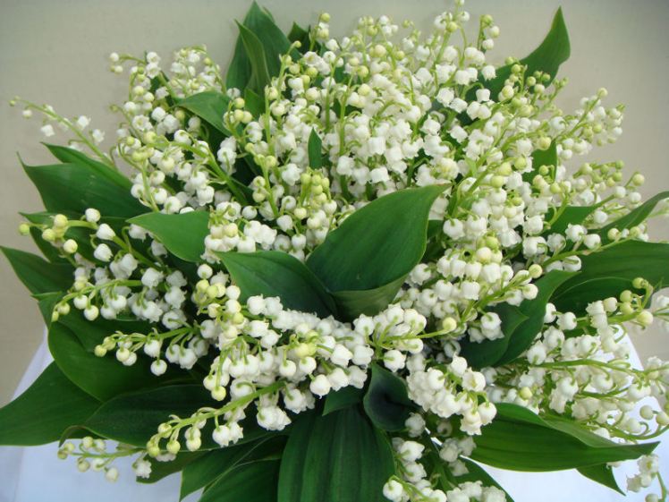 Muguet 100 brins 120 euros
