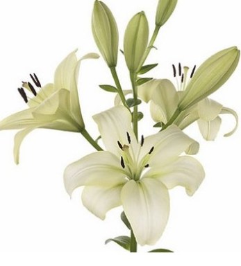 lys-asiatique-10-tiges