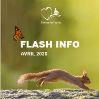 écureuil et papillon sur fond vert kaki